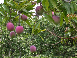 Mangoes in Hawaii