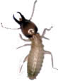 photo of a Formosan termite