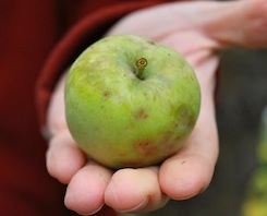 open hand holding a green apple